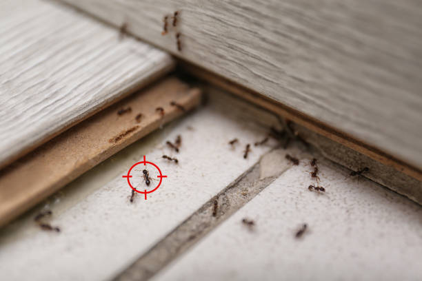 Best Best Pest Control Companies  in Stockbridge, GA