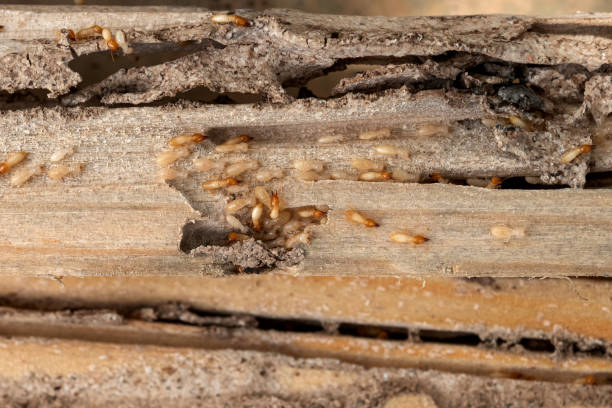 Best Bed Bug Extermination  in Stockbridge, GA